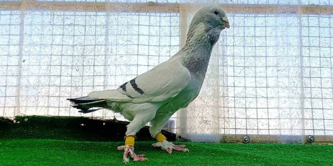 Memurluktan çocukluk hayaline geçiş yaptı! Bir tanesinin fiyatı 1 milyon lirayı buluyor 2